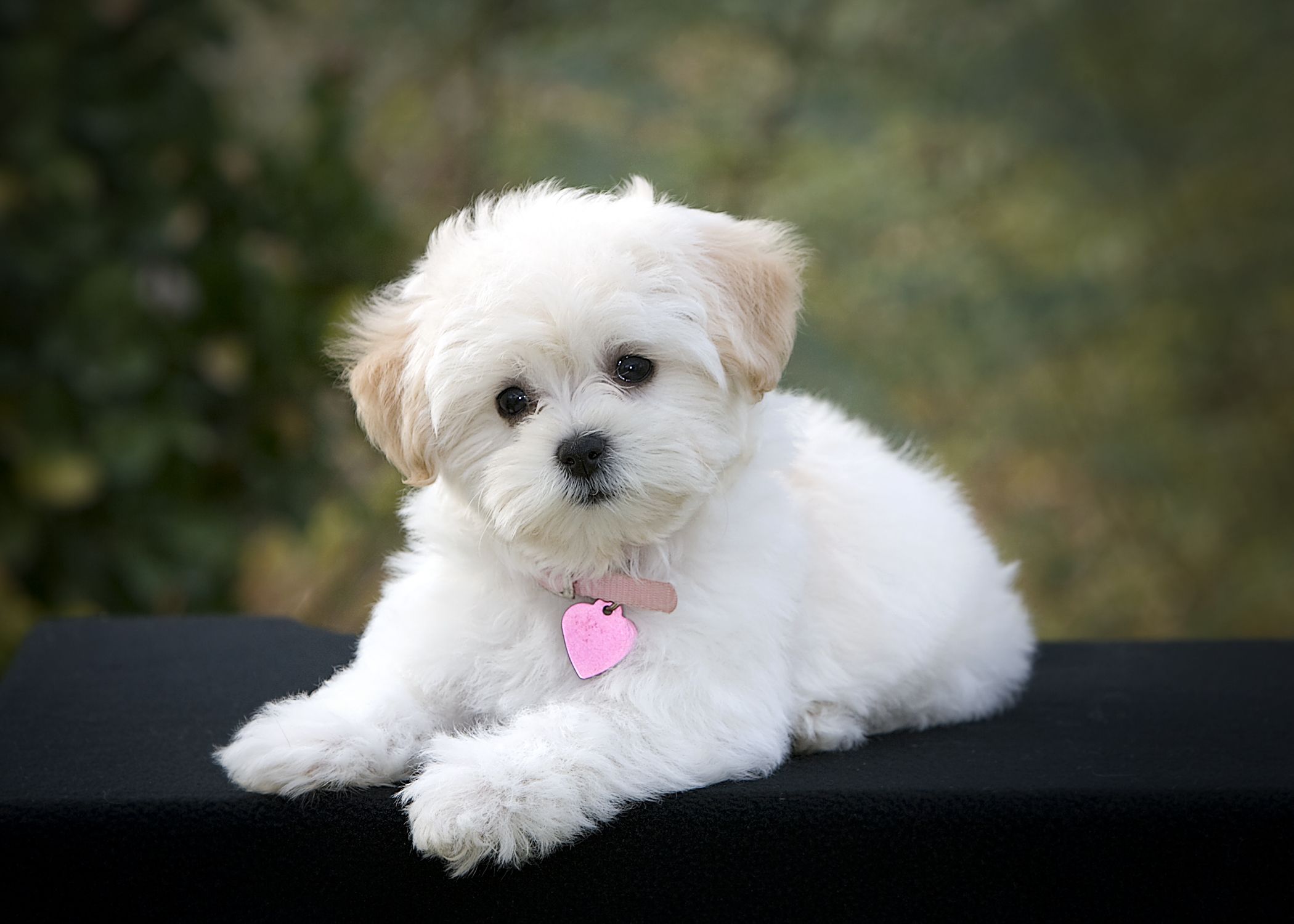 tasmasında pembe kalp olan beyaz renkli küçük ırk köpek