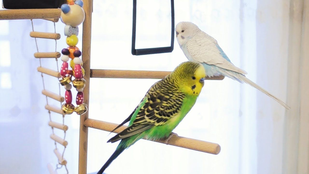 birlikte zaman geçiren muhabbet kuşları