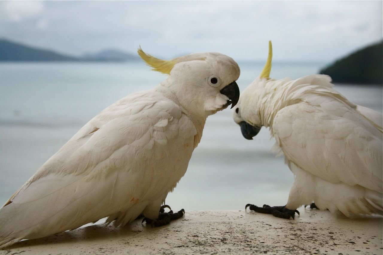 birbiri ile zaman geçiren bir çift papağan