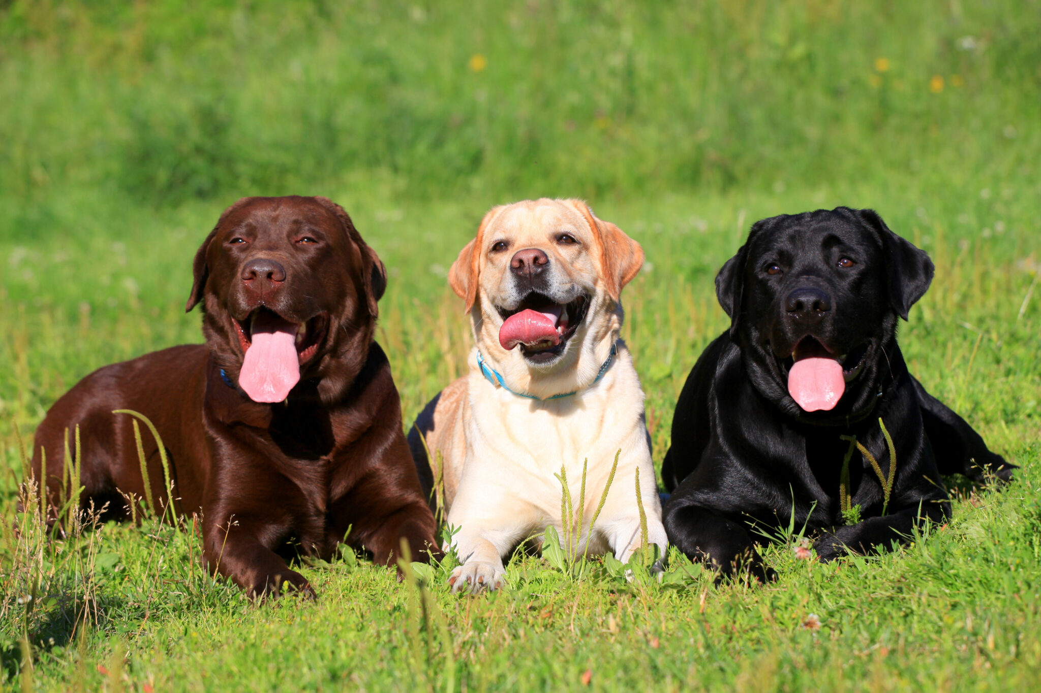 siyah sarı kahverengi dilleri dışarda üç köpek