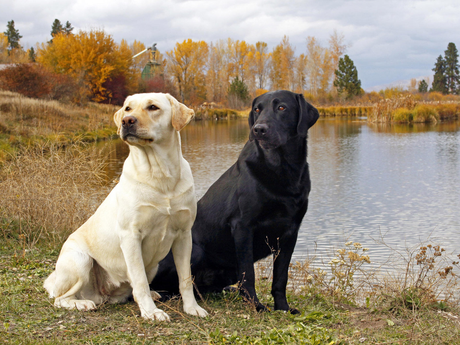göl kıyısında oturmuş siyah ve beyaz iki köpek