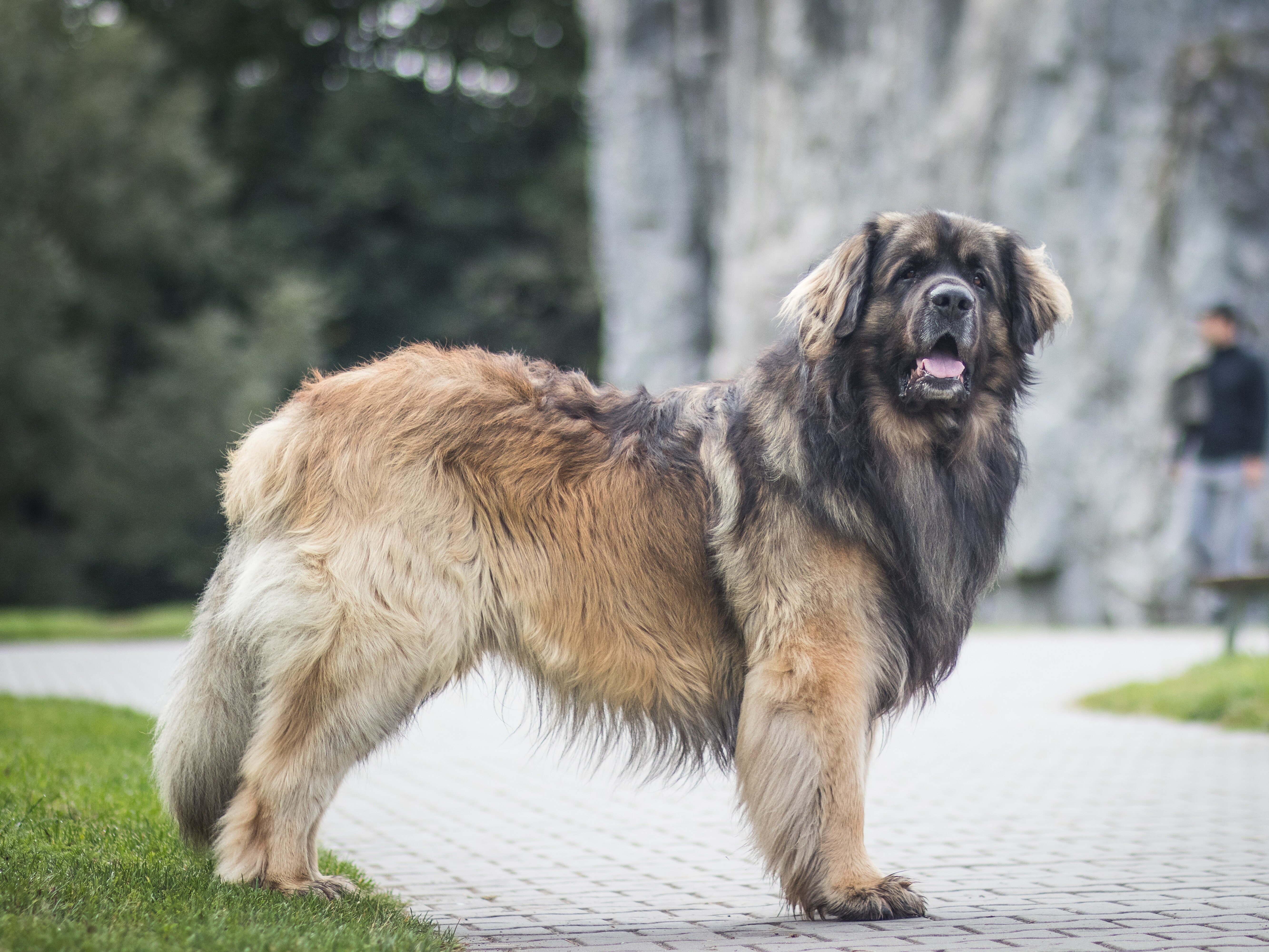 giant breed long haired dog