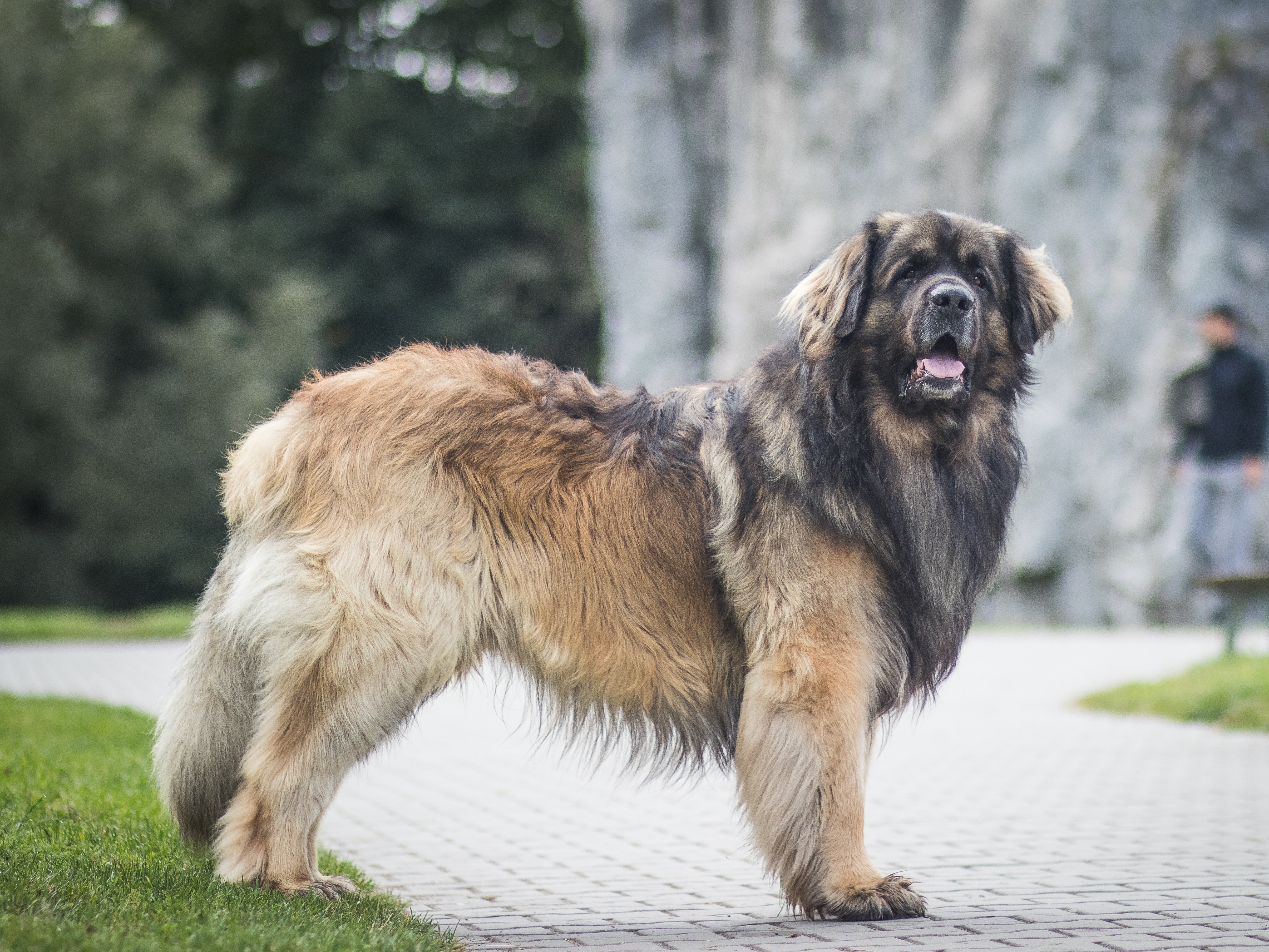 dev ırk uzun tüylü köpek