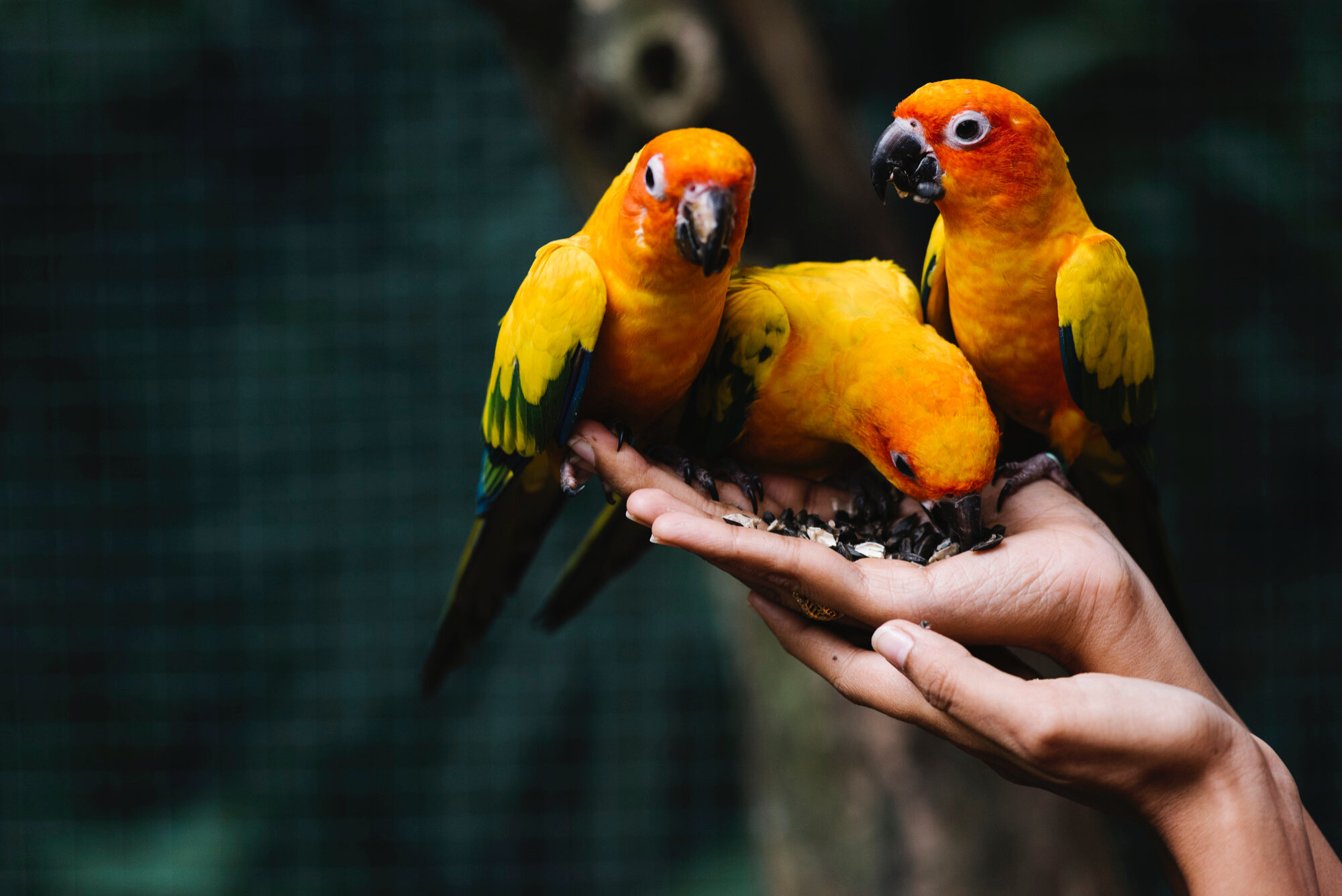 insan elinden çekirdek yiyen üç papağan