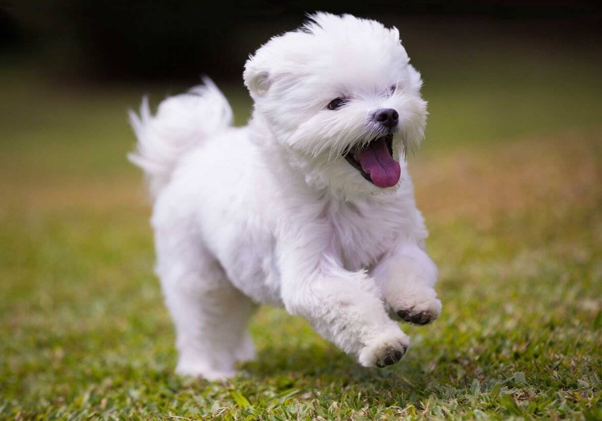 white open-mouthed Maltese Terrier puppy running on the grass