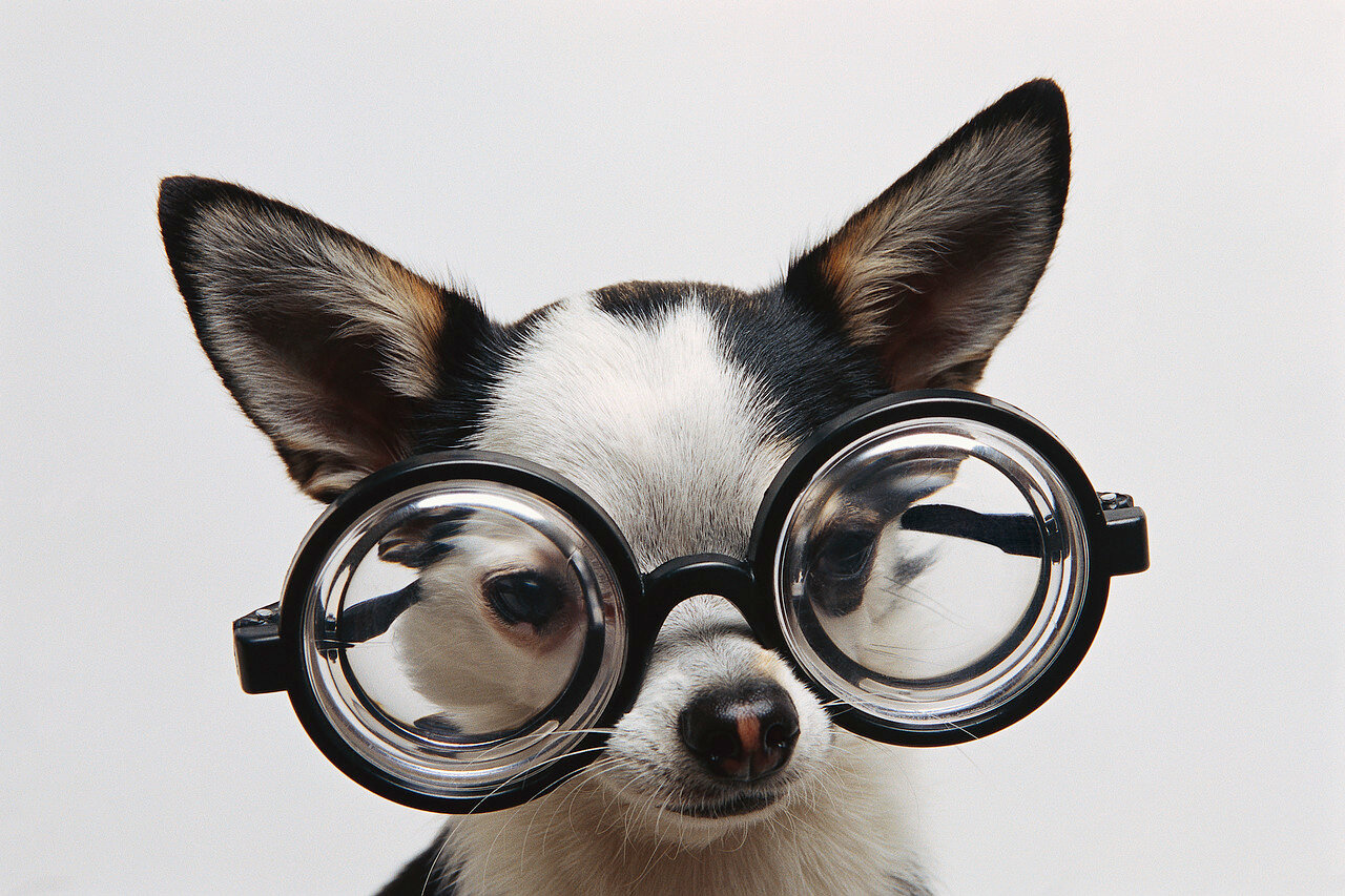 gözlük takmış köpek