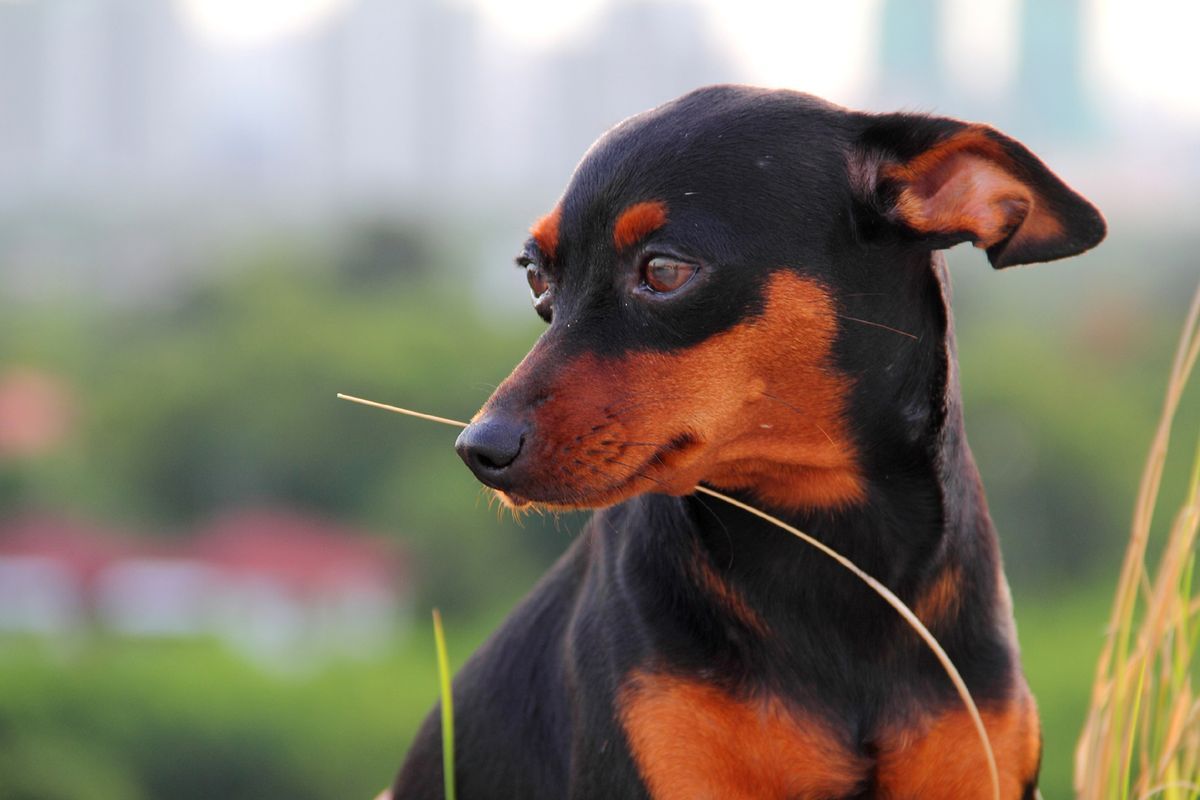 açık alanda minyatür pinscher