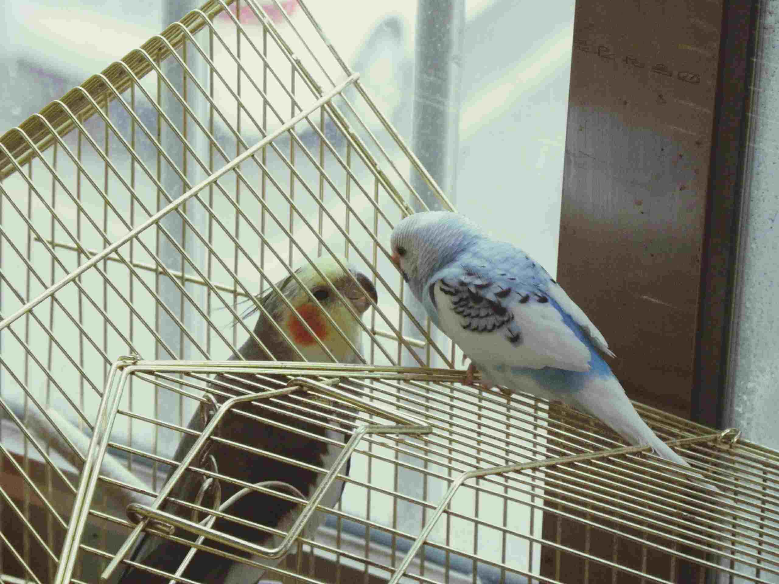 kafesinde duran kuşa dışarıdan bakan kuş