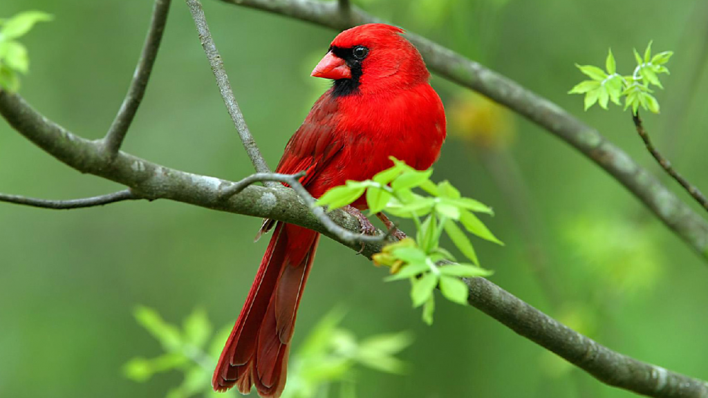 ağaçta duran kırmızı renkli kuş