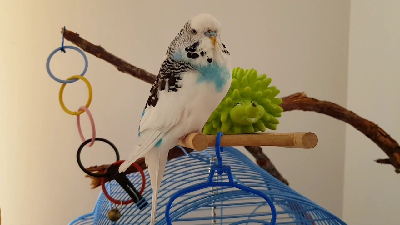 kafesinin üzerinde oyuncaklarıyla zaman geçiren muhabbet kuşu