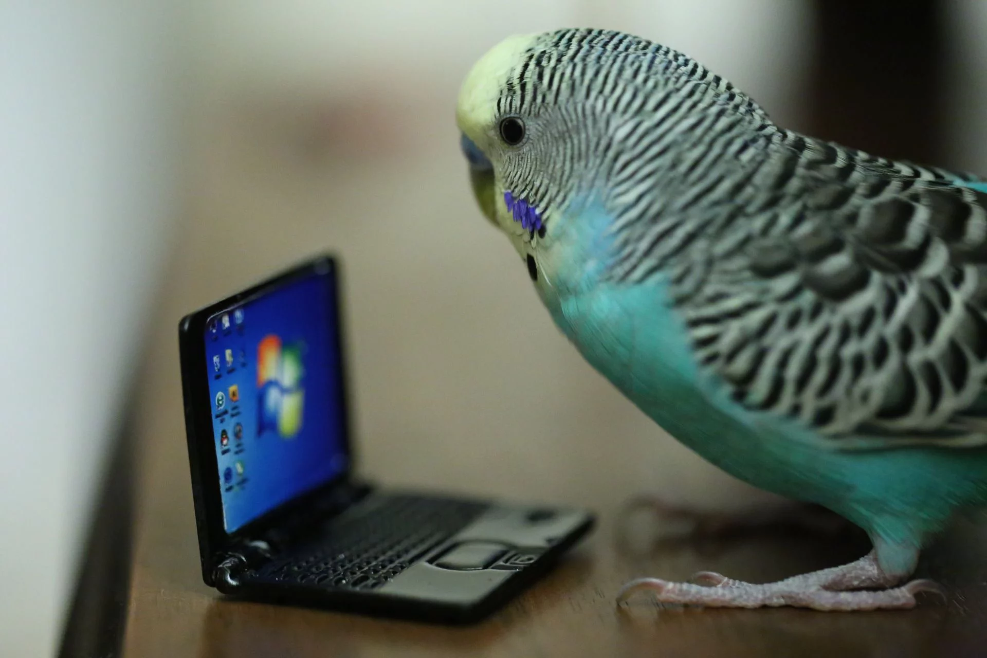 minyatür bilgisayara bakan muhabbet kuşu