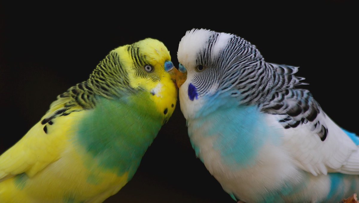 birbirini öpen iki muhabbet kuşu