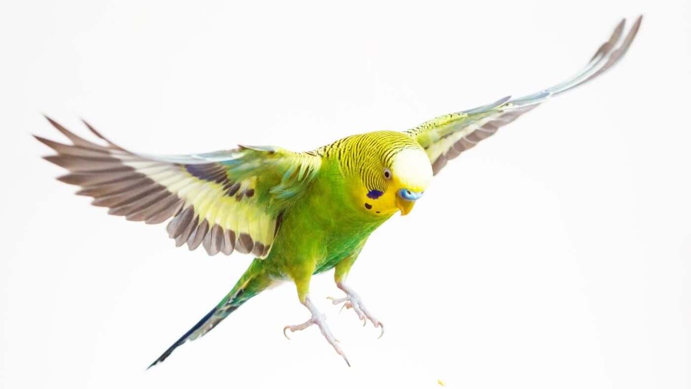 uçan sarı yeşil renkli muhabbet kuşu