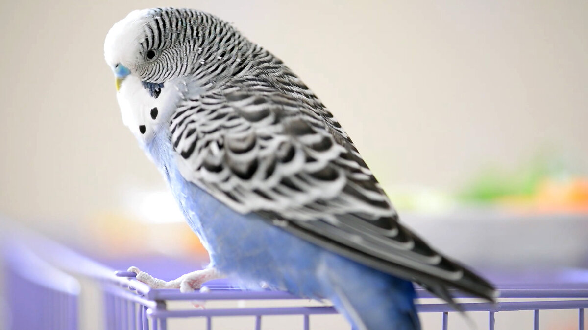 kafesinin üstünde duran mavi muhabbet kuşu