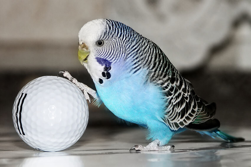pinpon topu ile oynayan muhabbet kuşu