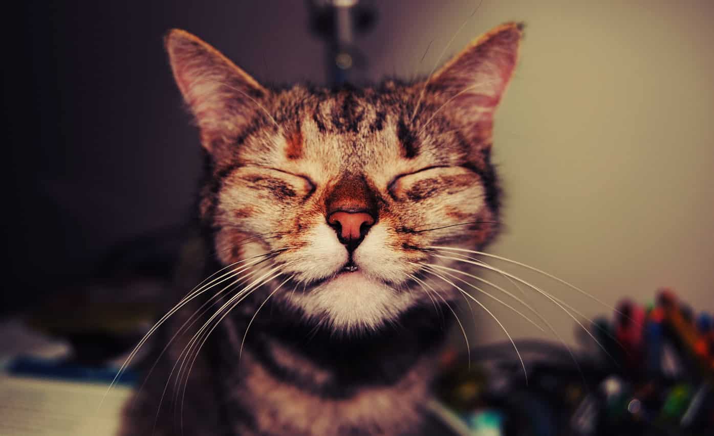 gözleri kapalı mutlu kedi