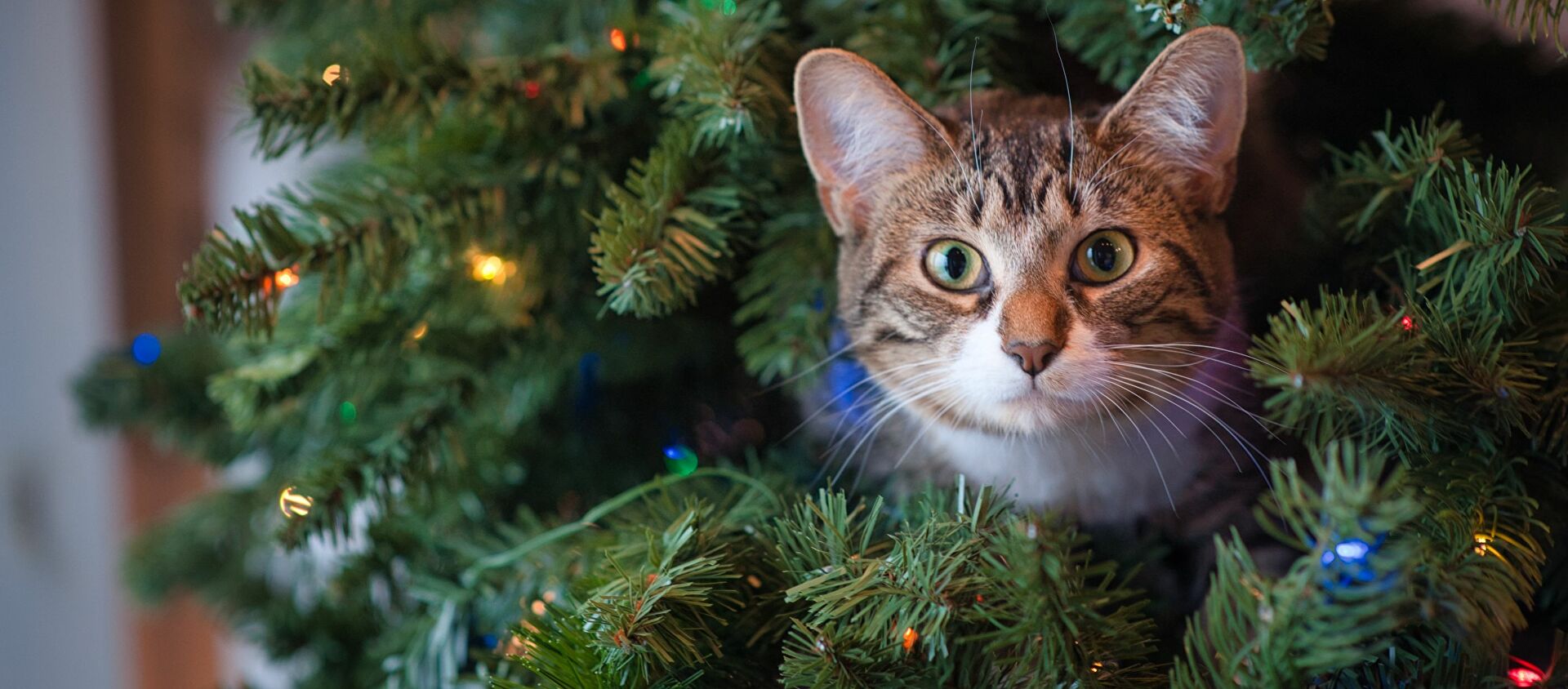 yılbaşı ağacına saklanmış kedi