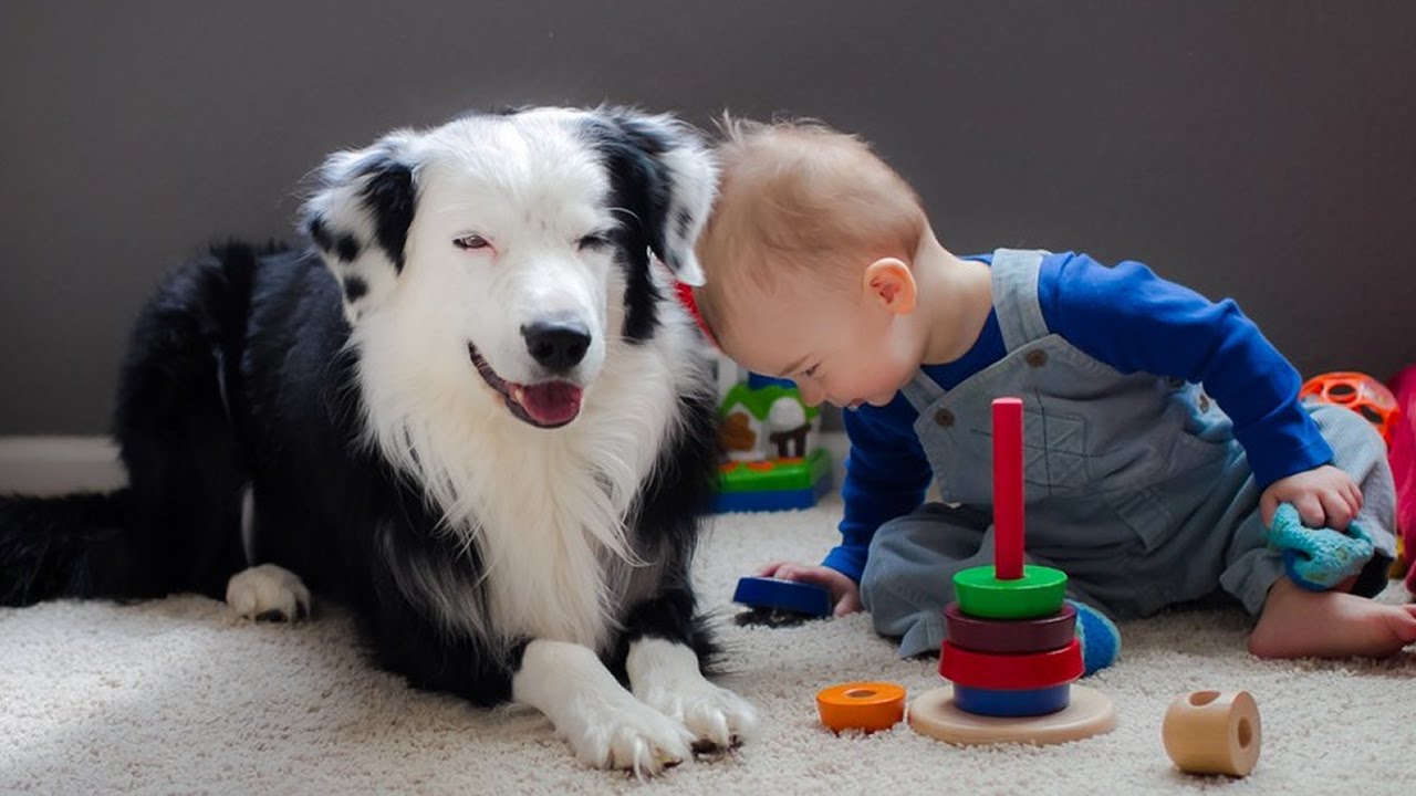 oyuncaklarıyla oynayan çocukla vakit geçiren köpek