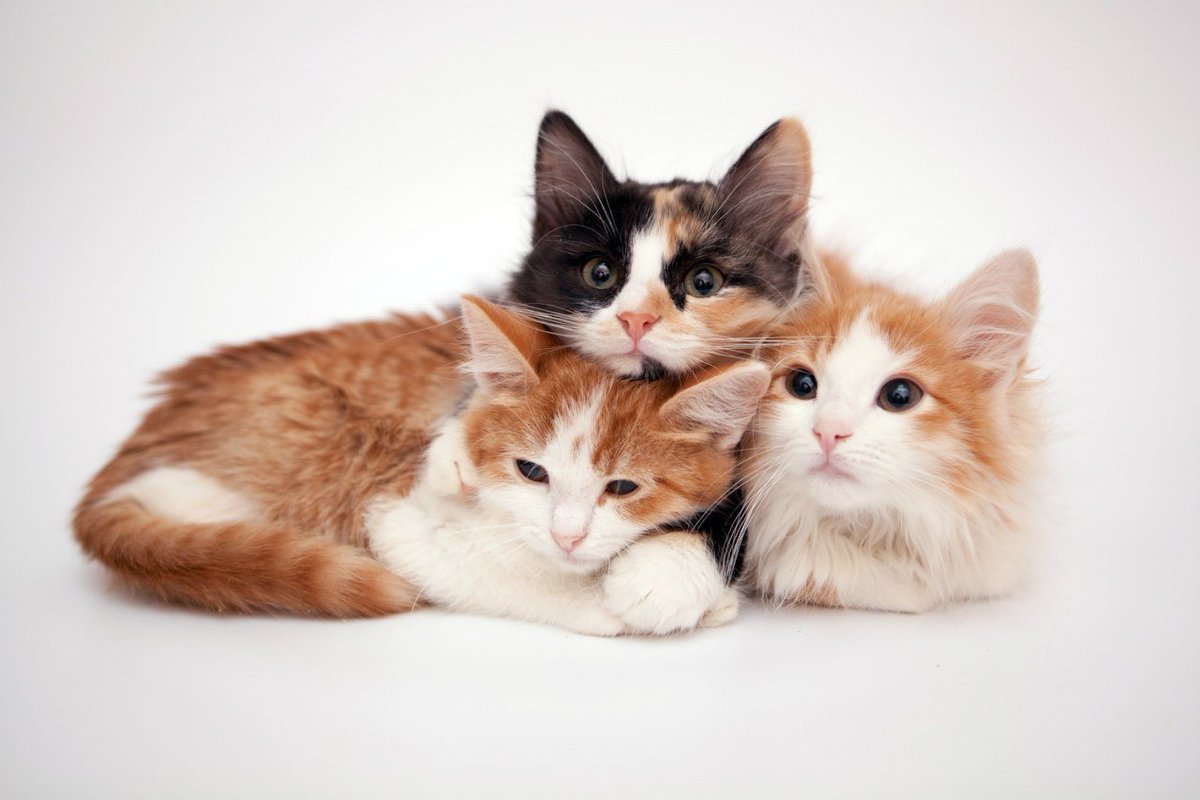 beyaz zeminde birlikte yatan üç yavru kedi