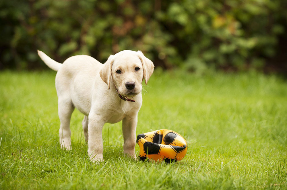 patlayan top ile oynayan yavru köpek