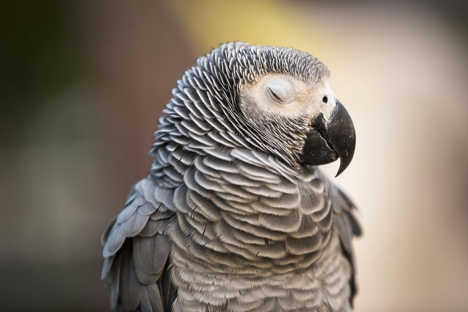 uyuyan afrika gri papağanı