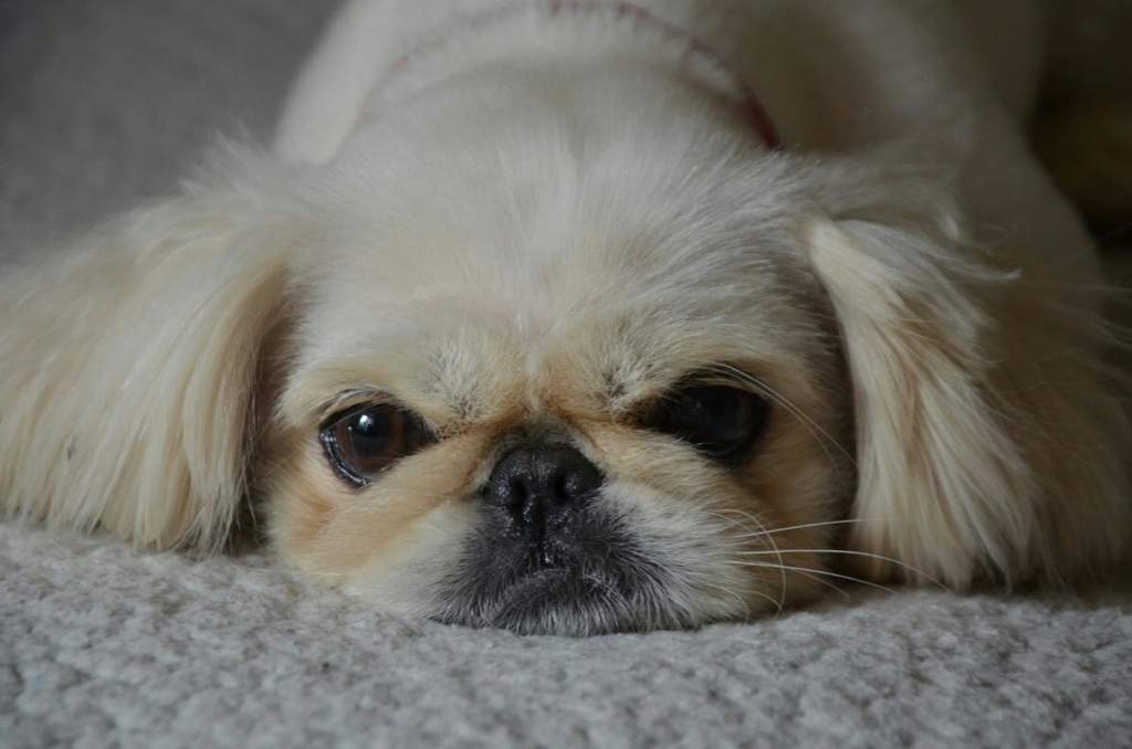 your white fluffy pekingese rested his head on the bed