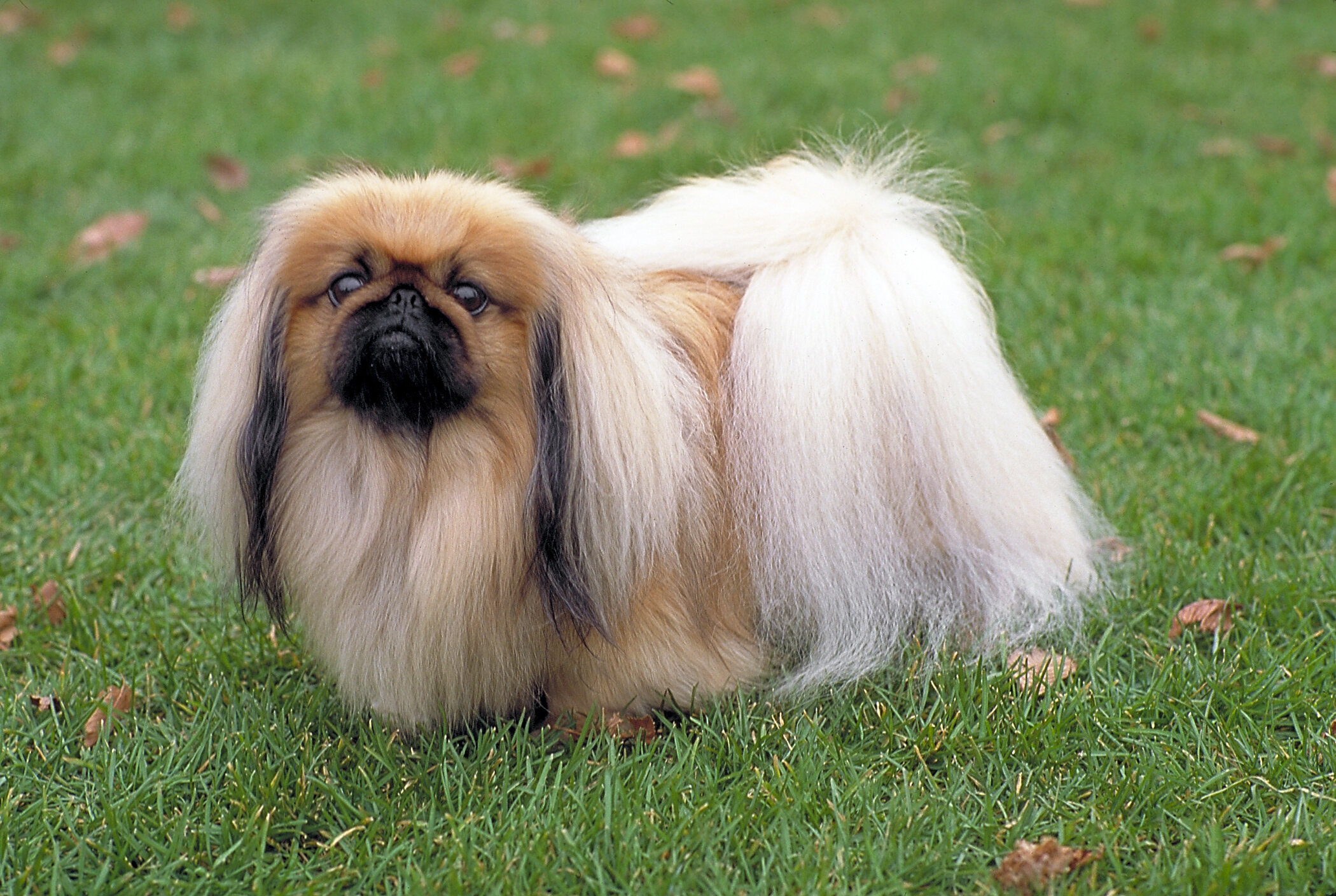 small breed long haired dog