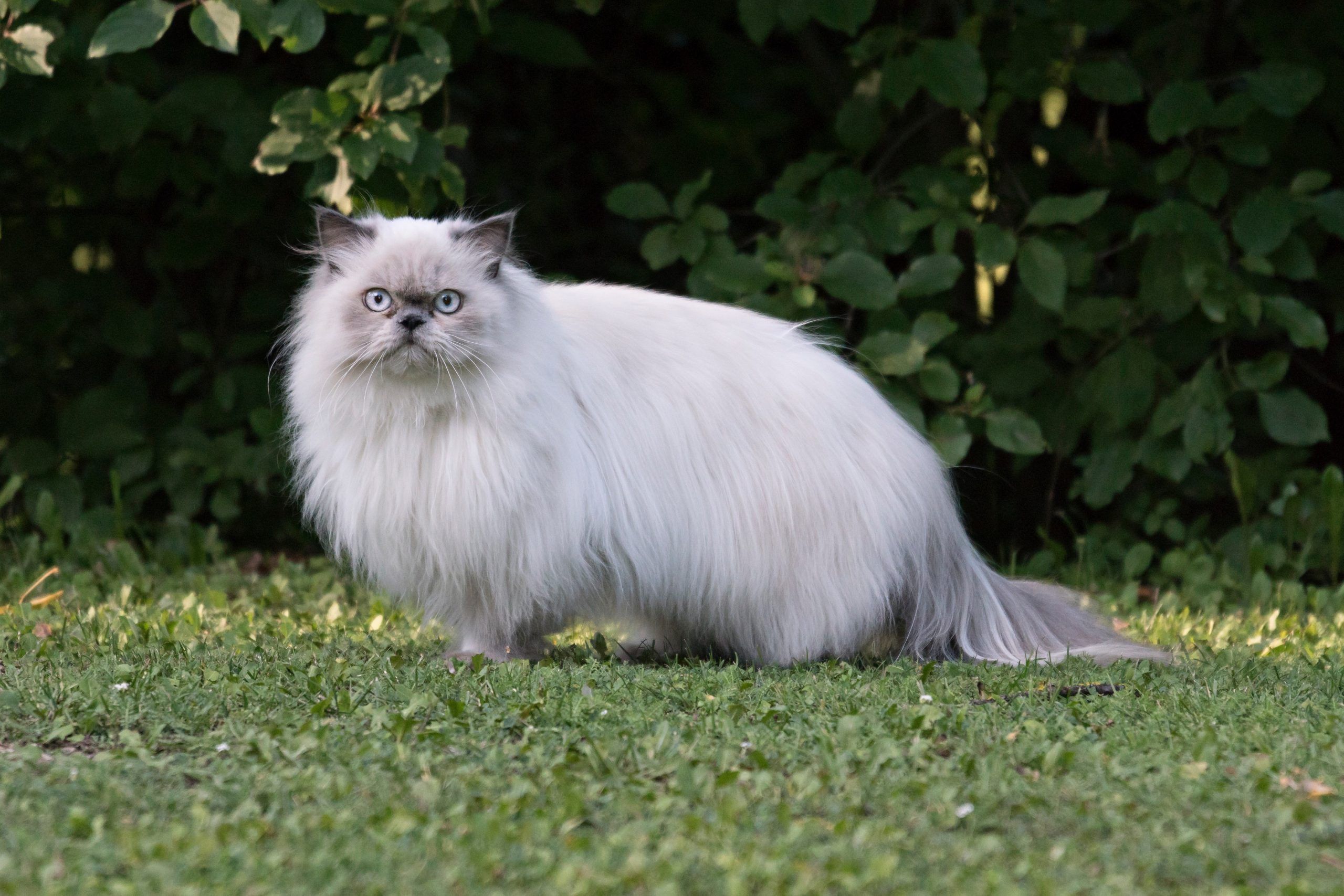 çimlerde ayakta duran uzun tüylü kedi