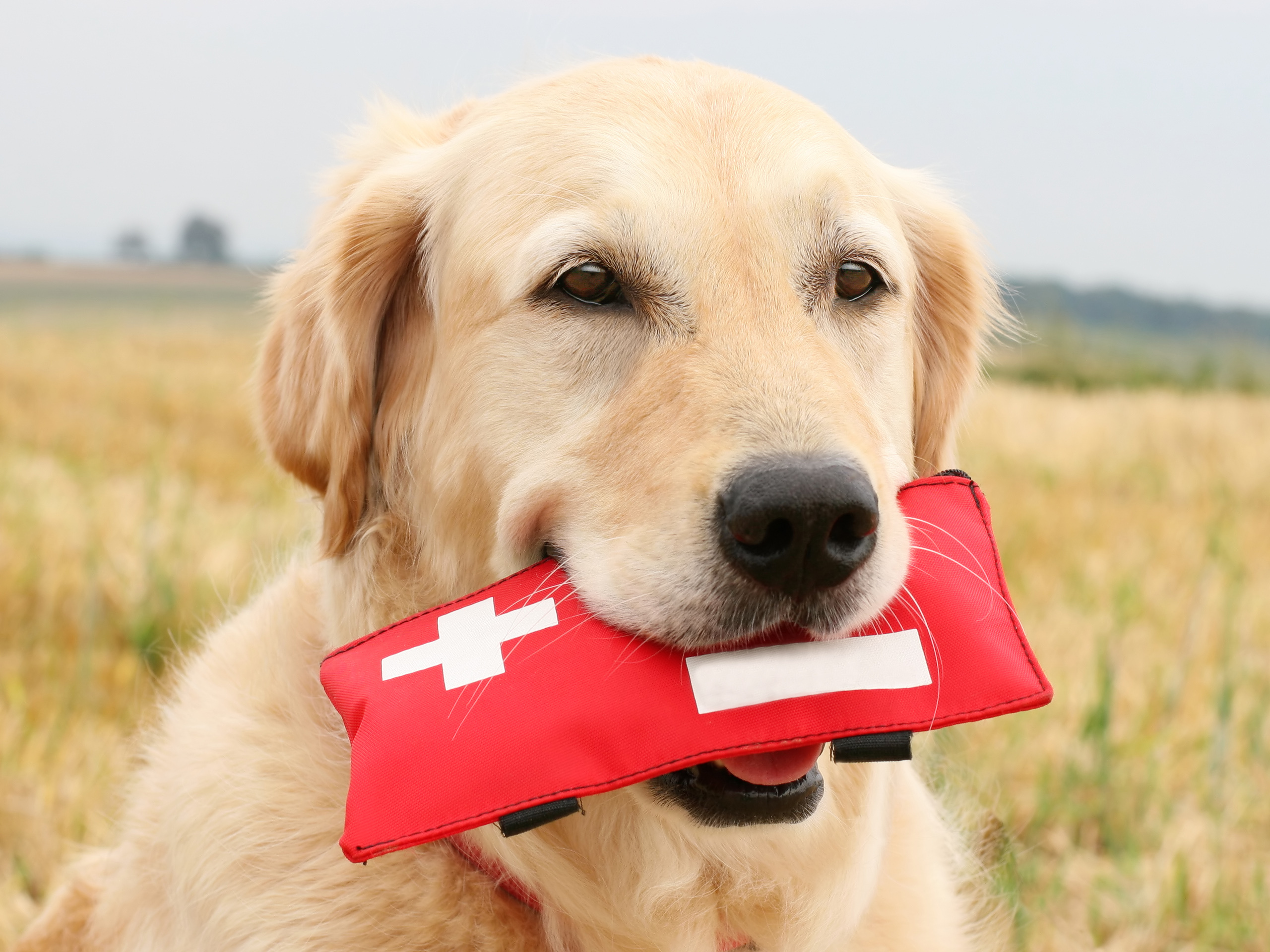 ilk yardım çantası taşıyan köpek