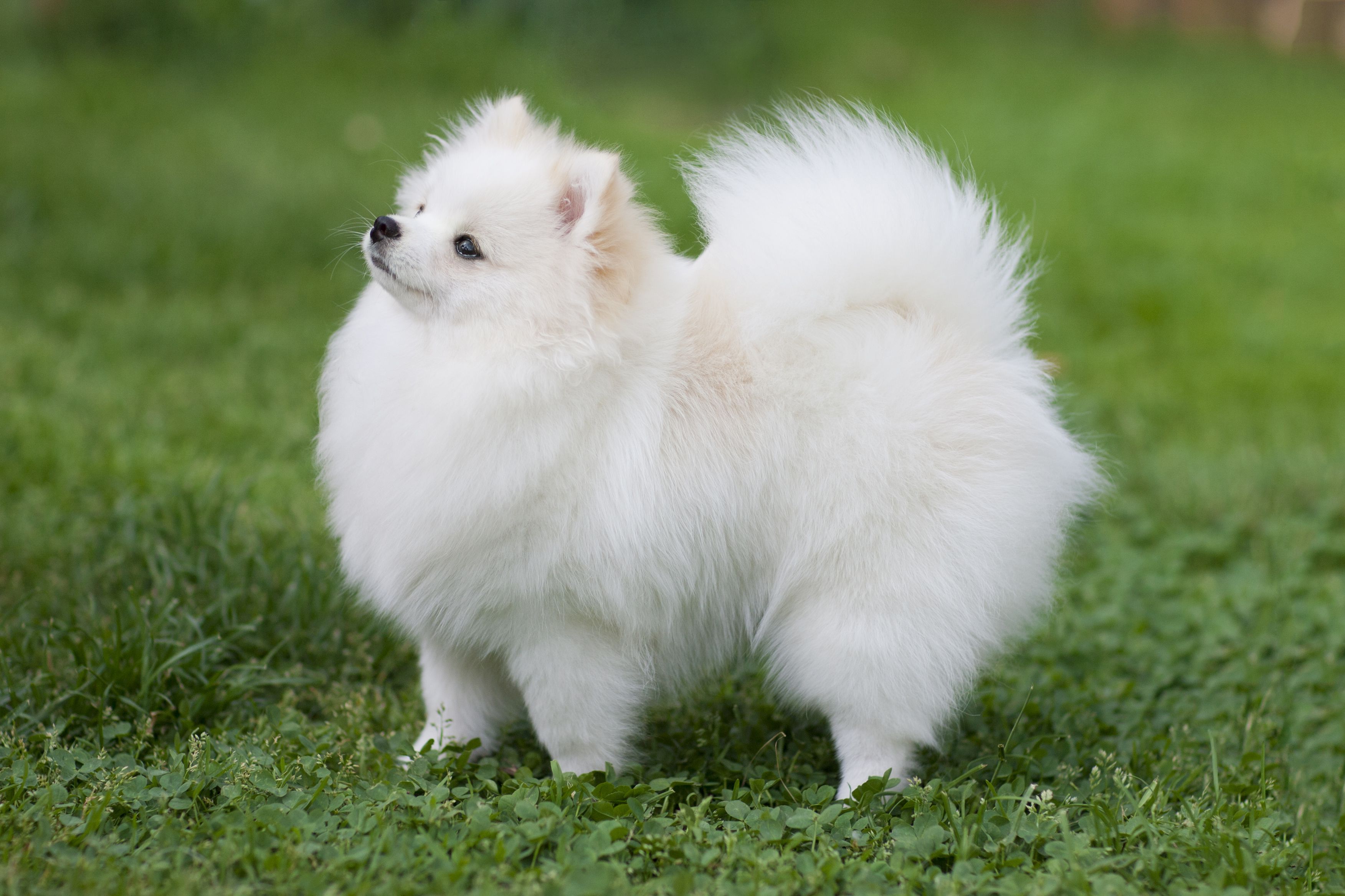 long-haired white small dog