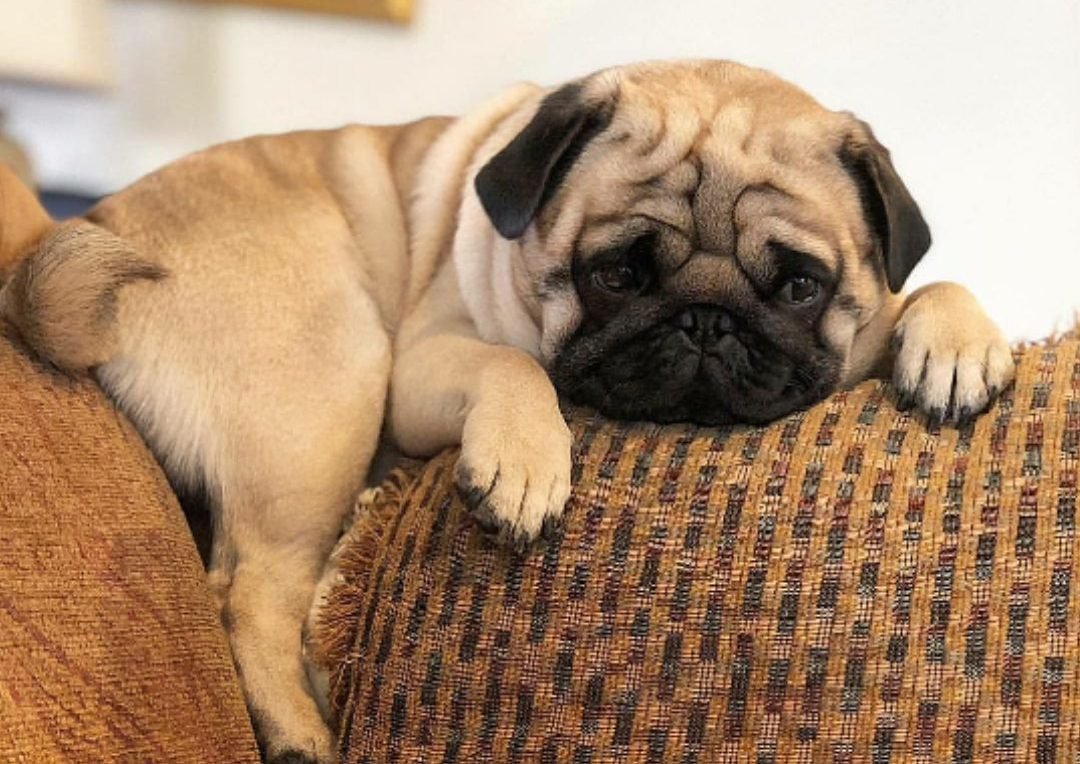 koltuk tepesinde yatan Pug cinsi köpek