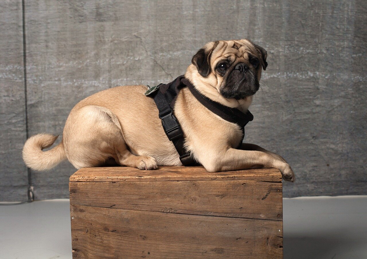 brown Pug dog with harness sitting on crate
