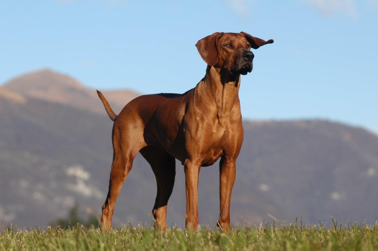 brown large breed dog standing in the grass