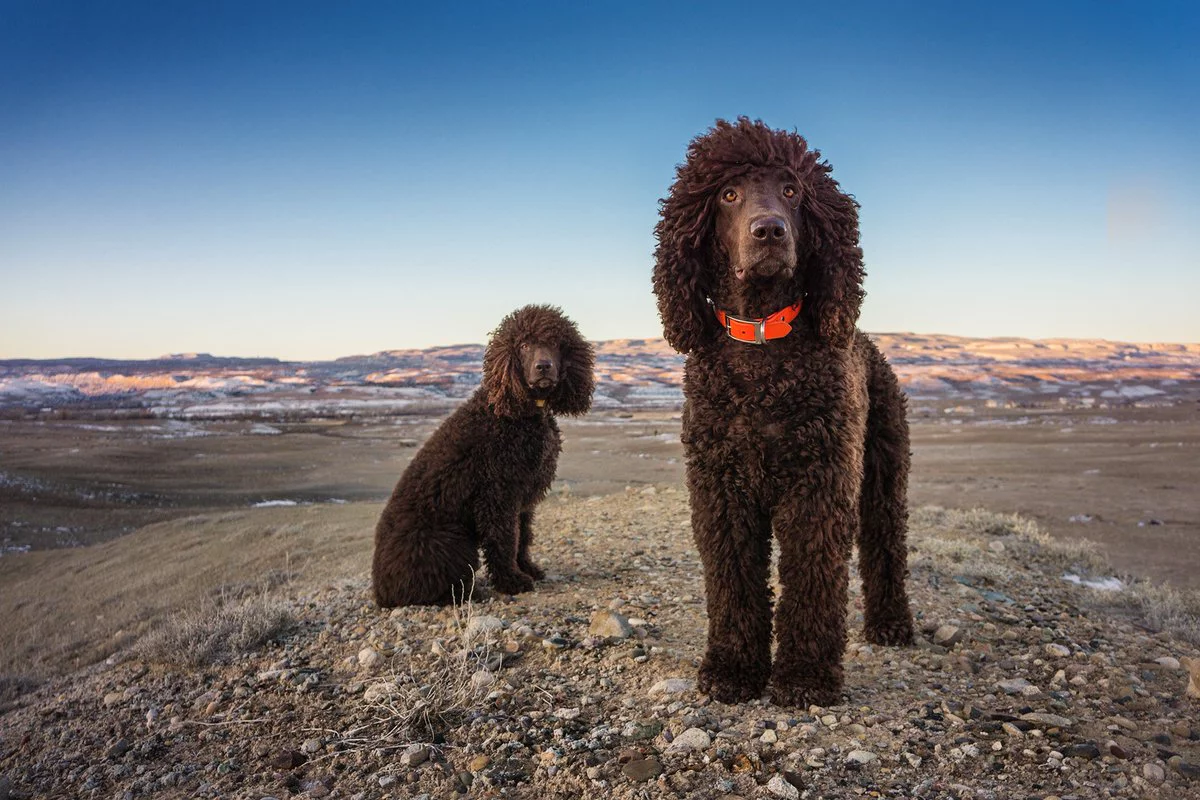 taşlık alan duran iki kahverengi kıvırcık tüylü köpek