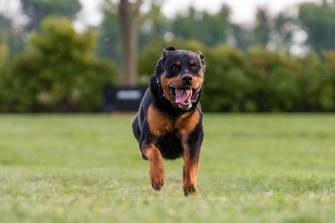 çimlerde koşan büyük köpek