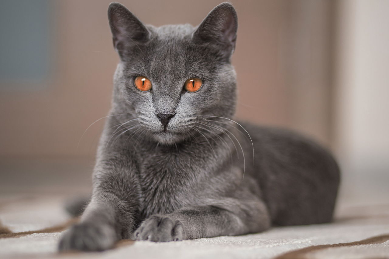 halıda oturan mavi rus cinsi kedi