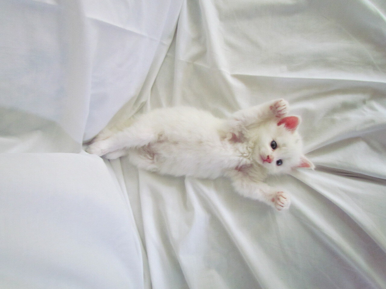 yatakta sırtüstü yatan beyaz yavru kedi
