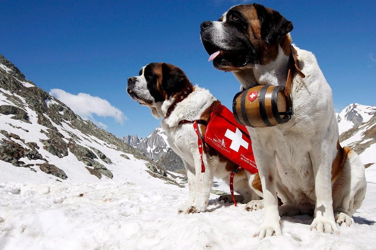 rescue dogs roaming the mountains