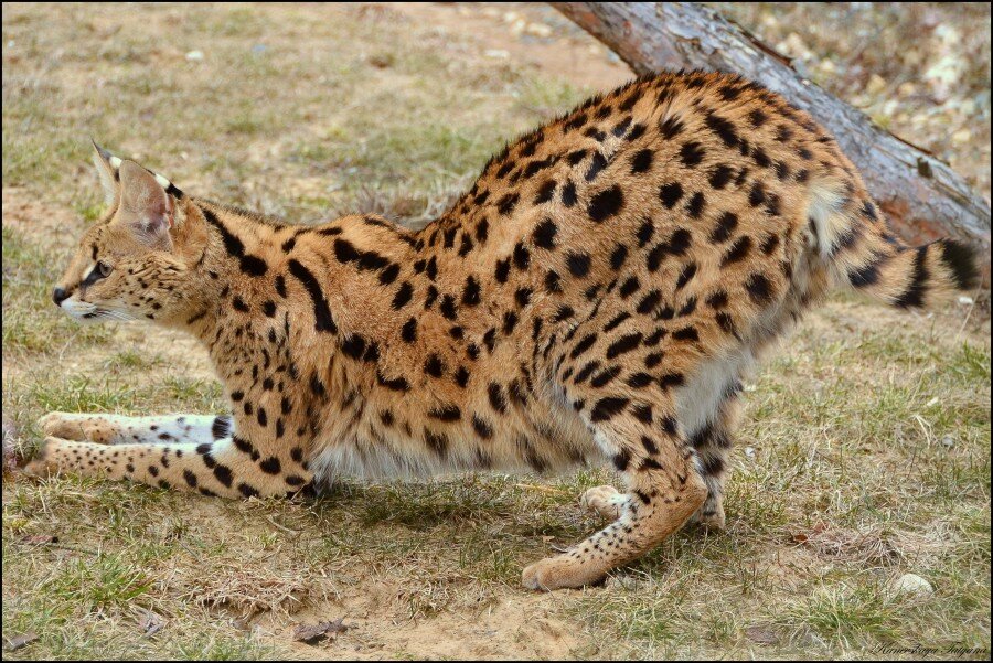 sıçramaya hazırlanan savannah kedisi