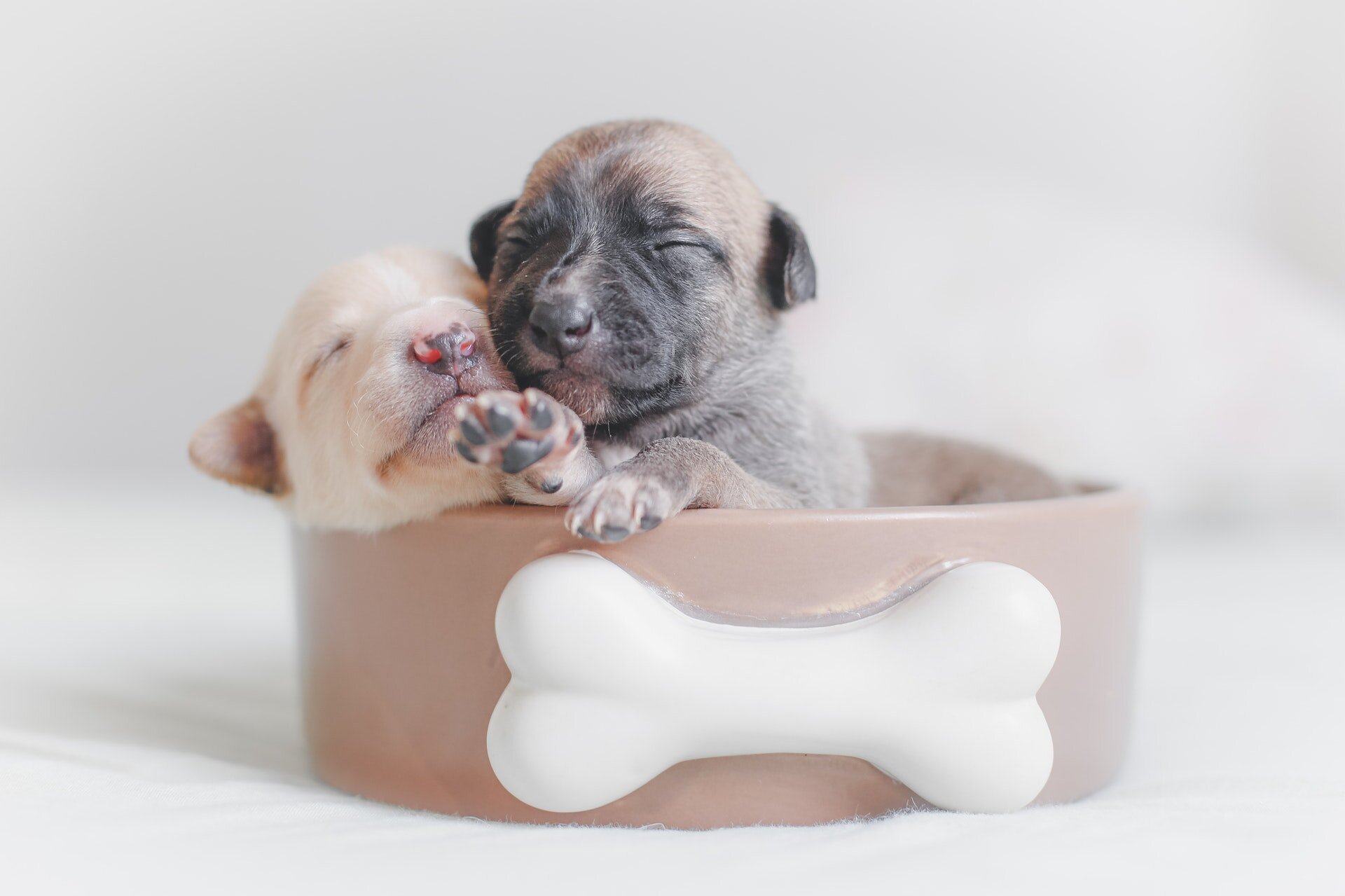 two puppies inside the box with the bone ornament on it