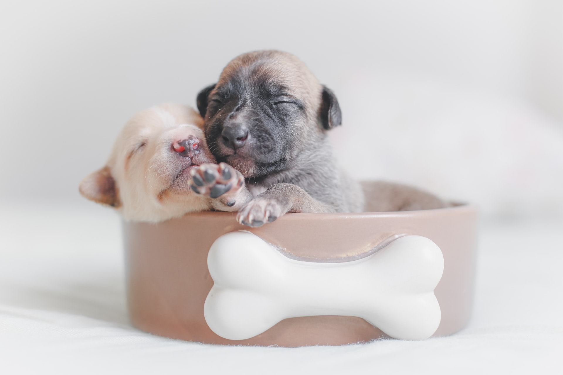 üstünde kemik süsü olan kutunun içerisinde iki yavru köpek