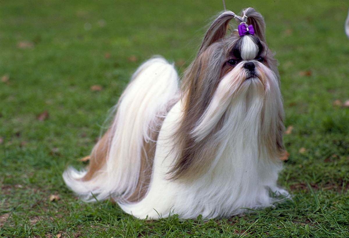 mor toka takılmış shih tzu cinsi köpek