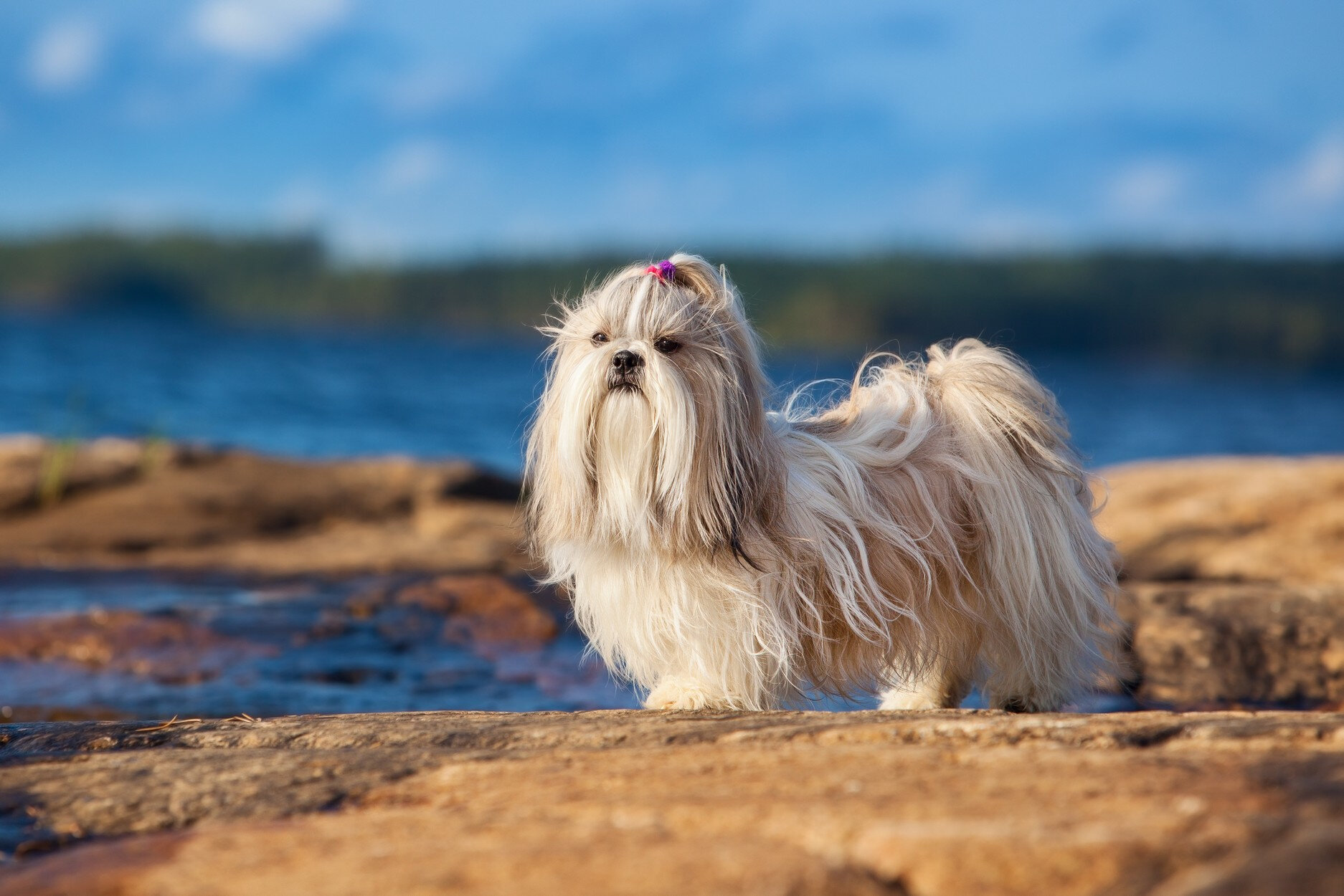 deniz kenarında duran küçük köpek