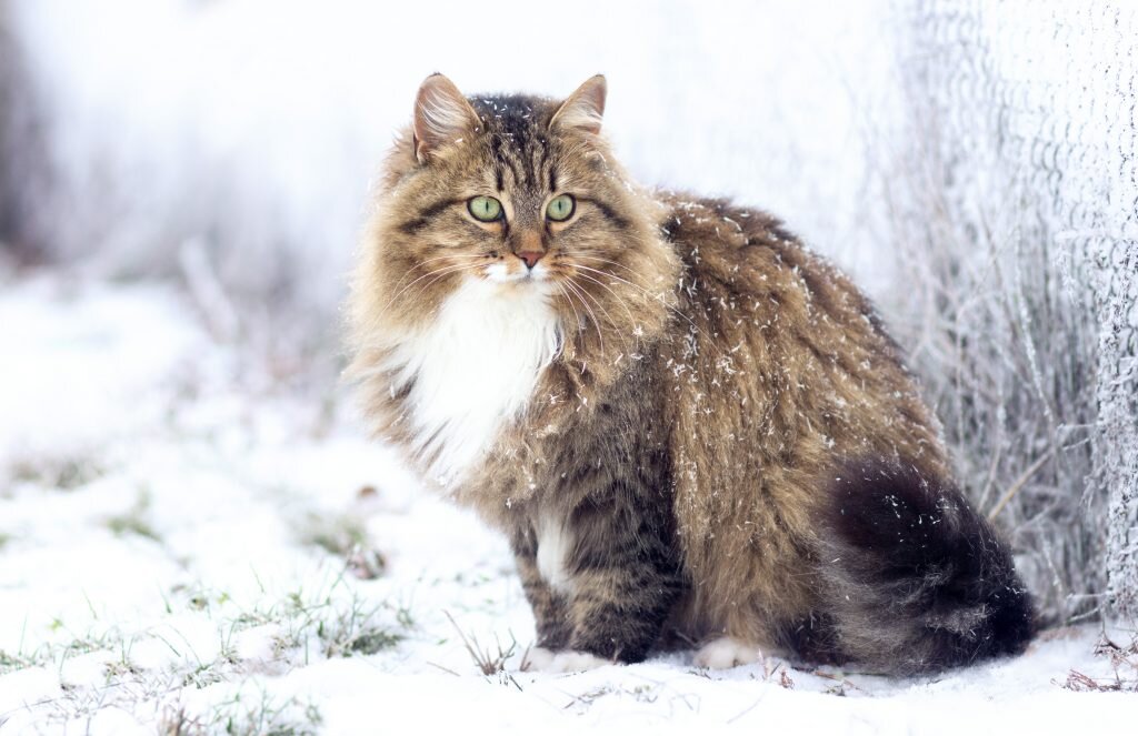 karların üstünde oturaan kedi