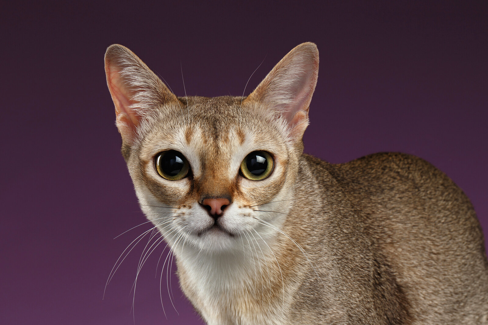 büyük gözlü kısa tüyle singapur kedisi