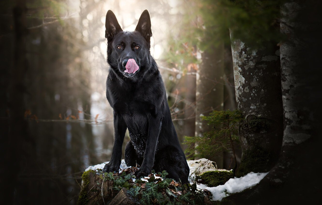 ormanda oturan dili dışarı siyah köpek