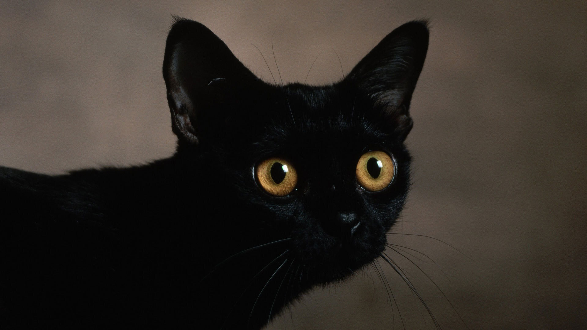 siyah kedi, gözleri açık