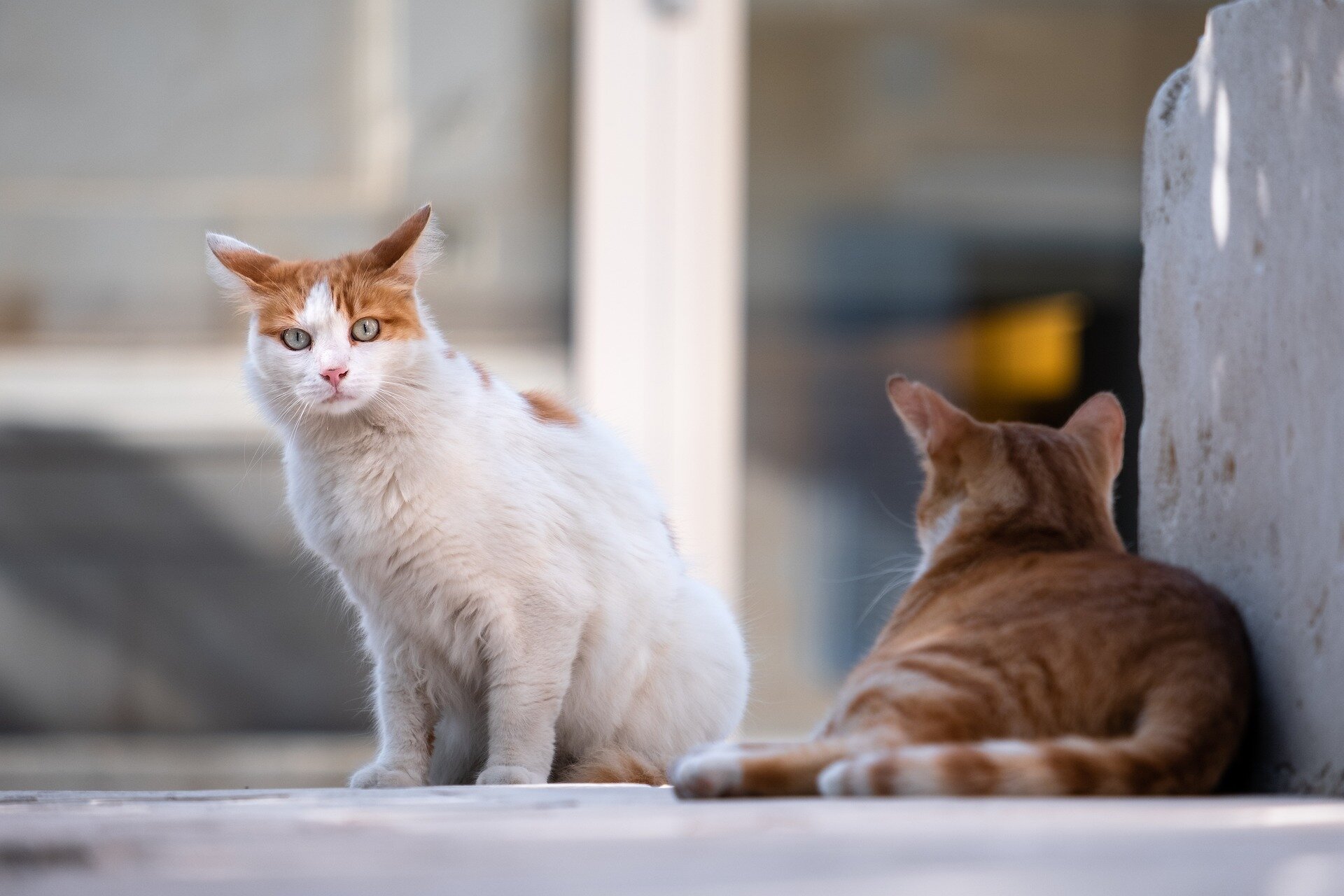 sokakta yaşayan iki kedi