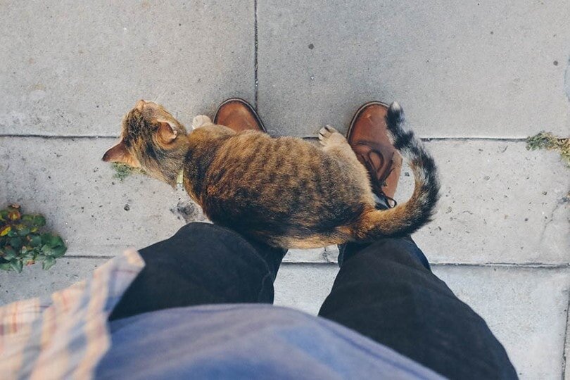 insanın bacaklarına sürtünen sokak kedisi