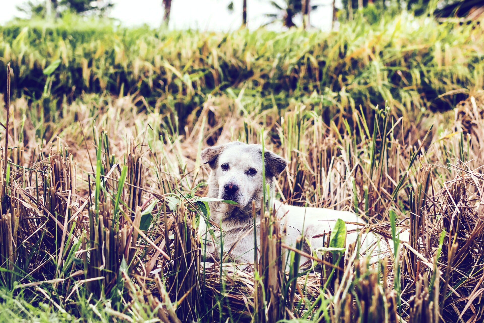 stray dog ​​lying among dried plants